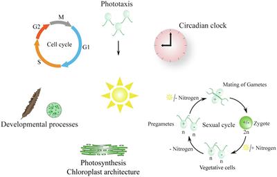 The World of Algae Reveals a Broad Variety of Cryptochrome Properties and Functions